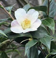 Camellia sinensis